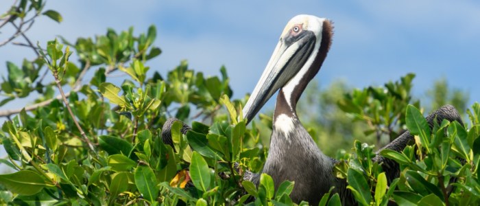 Explorez la Nature avec Mexique Découverte écologie Sian Ka an Pelican