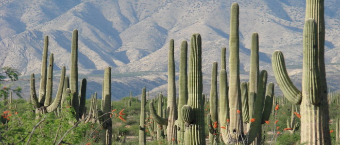 Explorez la Nature avec Mexique Découverte écologie Sonora Cactus