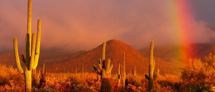 Explorez la Nature avec Mexique Découverte écologie Sonora Cactus coucher soleil