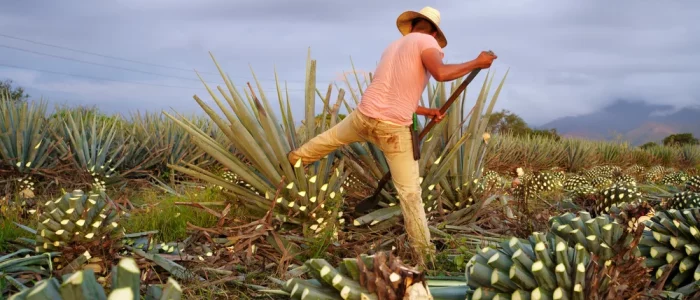 Gastronomie Oaxaca reconnu par Michelin orgueil mondial mezcal agave jimador