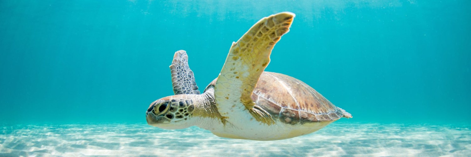 Plages secrètes de la Riviera maya Mexique Découverte tortue