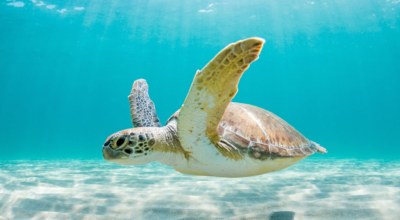 Plages secrètes de la Riviera maya Mexique Découverte tortue