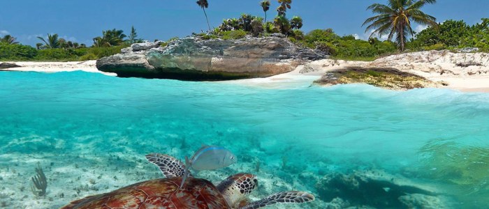 Plages secrètes de la Riviera maya Mexique Découverte Xcacel tortue