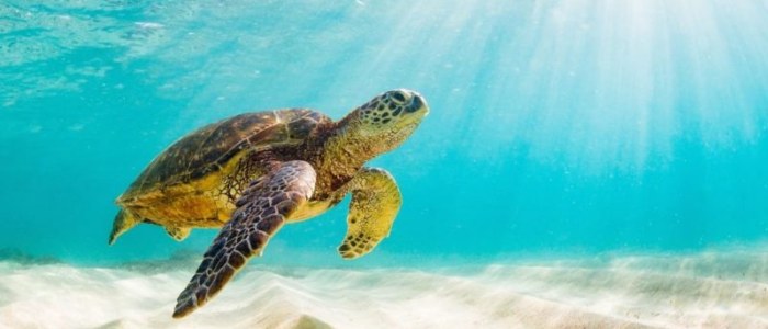 Pour le respect de la nature Mexique Découverte ne veut pas de croisières tortue marine