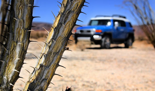 Tripadvisor award 2025 véhicule cactus