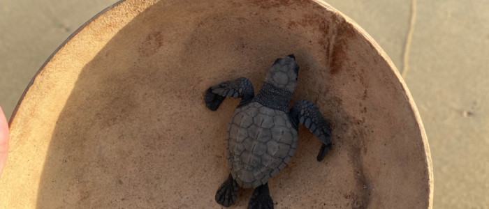 Bébé tortue Mexique