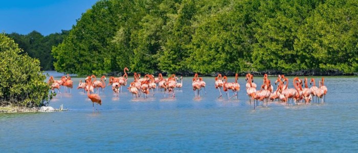 Yucatan Mexique mangrove et flamands roses