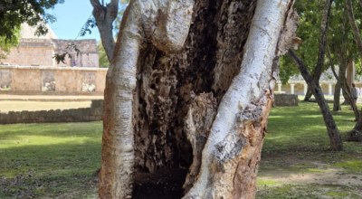 Avis voyageur avec Mexique Découverte C. F. 