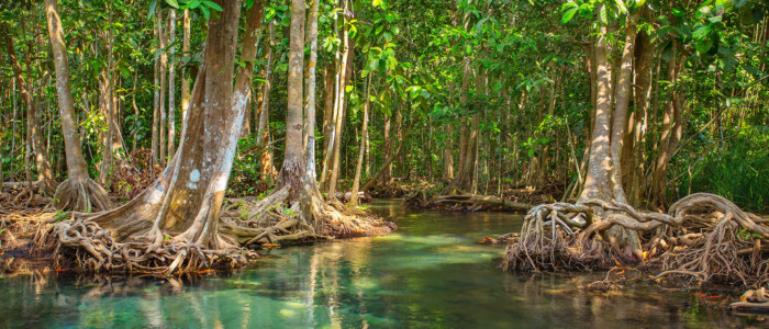 Nord Yucatan Mexique mangrove