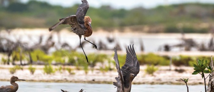 Nord Yucatan Mexique mangrove et oiseaux échassiers