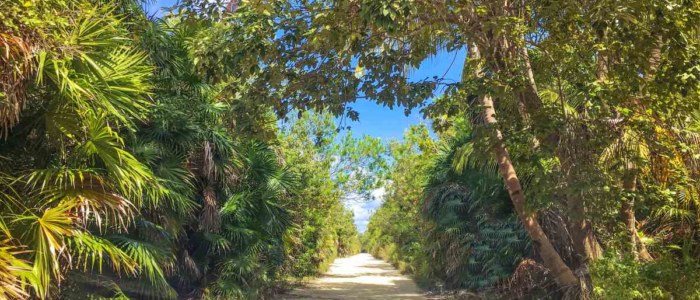 Nord Yucatan Mexique route à travers la jungle