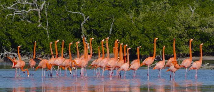 Ria Lagartos Yucatan Mexique flamands roses