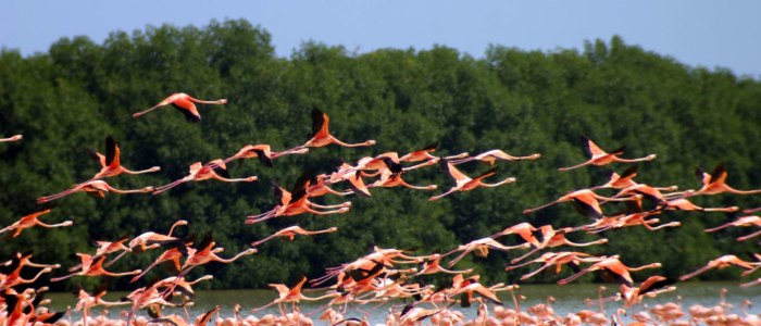 Flamingos Celestun en toute liberté Mexique Découverte