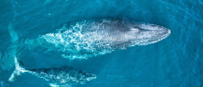 baleine grise basse californie novembre observation