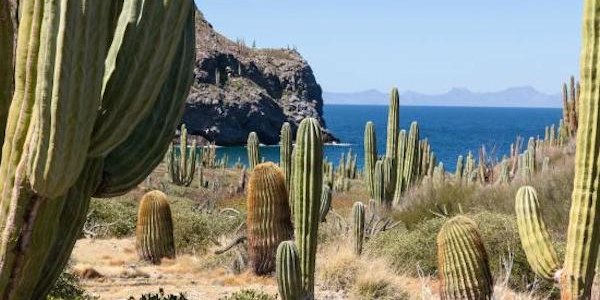 desert cactus basse californie novembre road trip