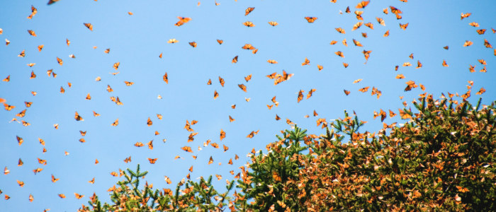 sanctuaire papillons monarques michoacan novembre