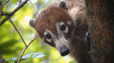 chemin jungle cenote xcanché Coati ek balam