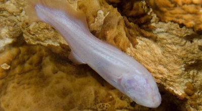 chemin jungle cenote xcanché poisson ek balam