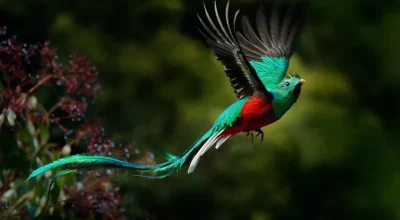 chemin jungle cenote xcanché Quetzal ek balam