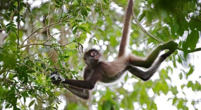 chemin jungle cenote xcanché singe araigné ek balam