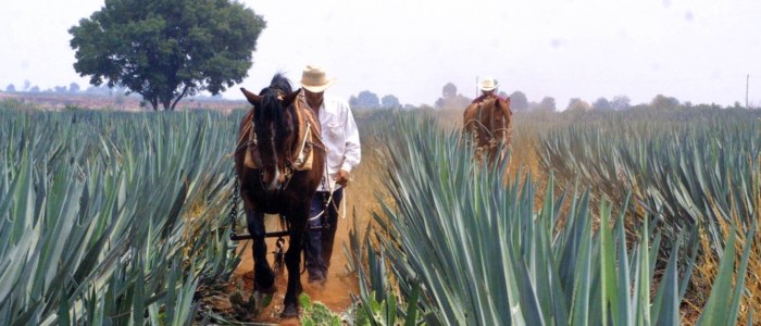champs d’agave entre Guadalajara et Tequila