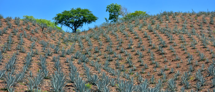 champ d’agaves bleus dans le Jalisco