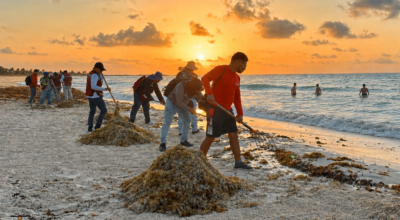 Sargasses sur une plage du Quintana Roo au Mexique
